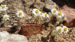 Eriophyllum wallacei rubellum