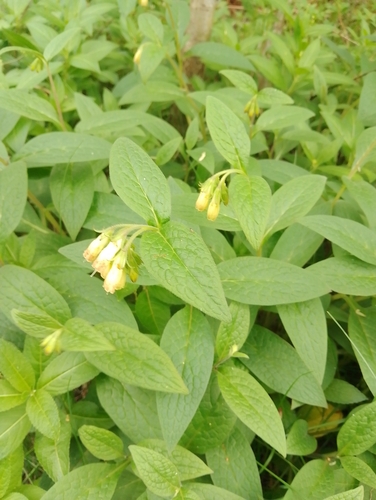 Tuberous comfrey (Symphytum tuberosum)