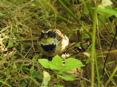 Emberiza elegans