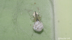 Araneomorphae