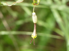 Ceropegia candelabrum biflora