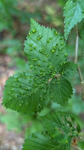 Elm Leaf Gall Mite, Voorhout, Nederland, photo 10 of 10