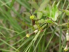 Ceropegia candelabrum biflora