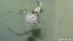 Araneomorphae