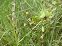 Ceropegia candelabrum biflora