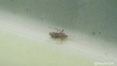 Araneomorphae