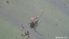 Platnickina