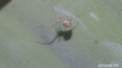 Platnickina