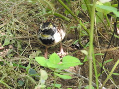 Emberiza elegans