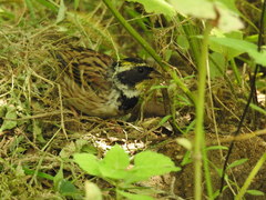 Emberiza elegans