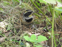 Emberiza elegans
