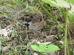 Emberiza elegans