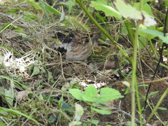 Emberiza elegans
