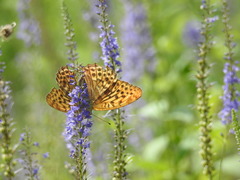 Argynnis paphia