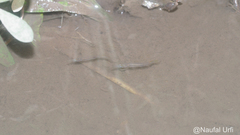 Dermogenys pusilla