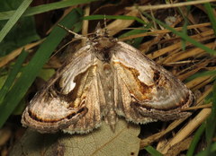 Chrysanympha formosa