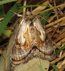 Chrysanympha formosa