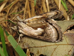 Chrysanympha formosa
