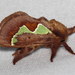 Euclea Slug Moths - Photo (c) Nick Block, some rights reserved (CC BY)