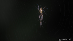 Tetragnatha