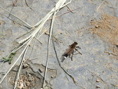 Promachus yesonicus
