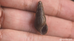 Stenomelania plicaria