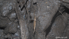 Insecta