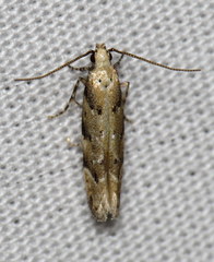Coleotechnites coniferella