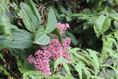 Medinilla