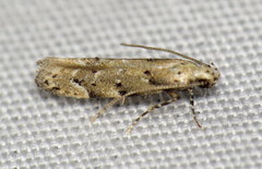 Coleotechnites coniferella