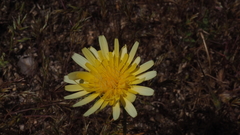 Malacothrix californica