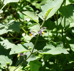 Solanum melongena