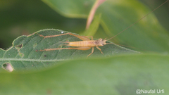 Orthoptera