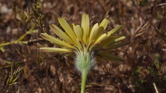 Malacothrix californica