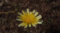 Malacothrix californica