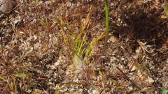 Malacothrix californica