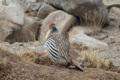 Tetraogallus tibetanus