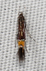 Cosmopterix clemensella