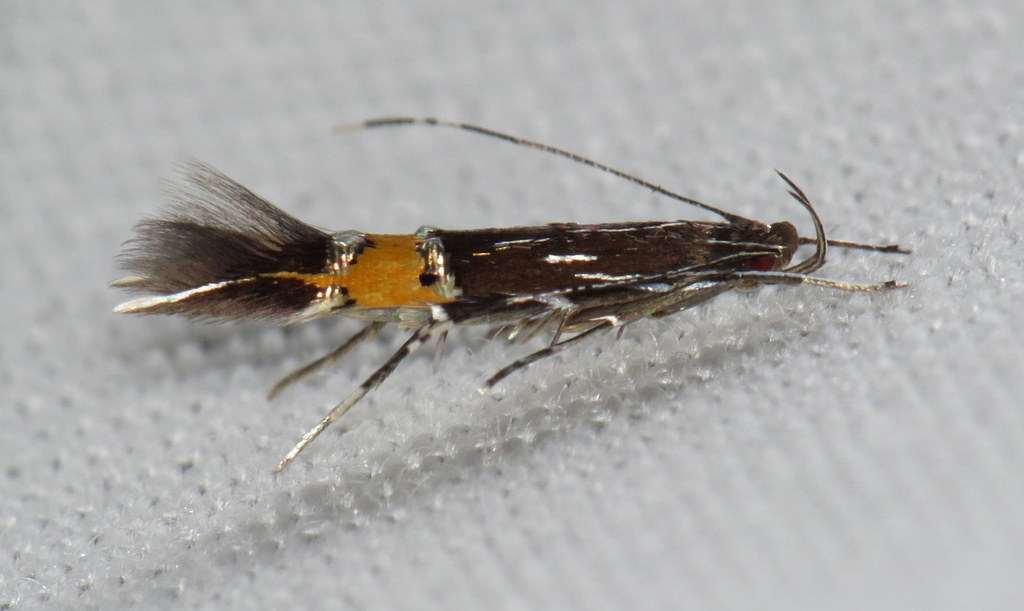 Cosmopterix clemensella