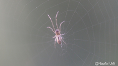 Tetragnatha