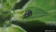 Nanophyinae