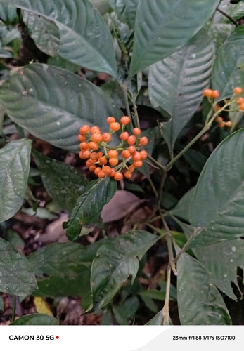 Palicourea racemosa