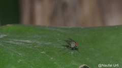 Diptera