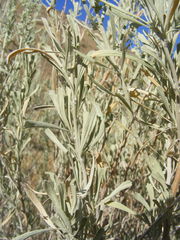 Artemisia tridentata tridentata