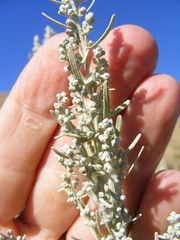 Artemisia tridentata tridentata