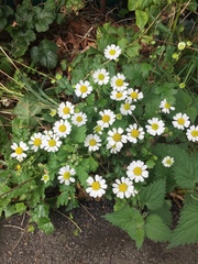 Tanacetum parthenium