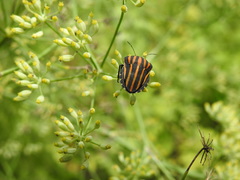 Graphosoma rubrolineatum
