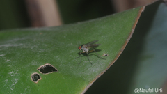 Diptera