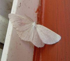 Protitame virginalis