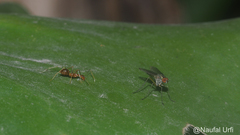 Diptera